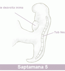A 5-a saptamana de sarcina - A 5-a saptamana de sarcina A 5-a saptamana de sarcina